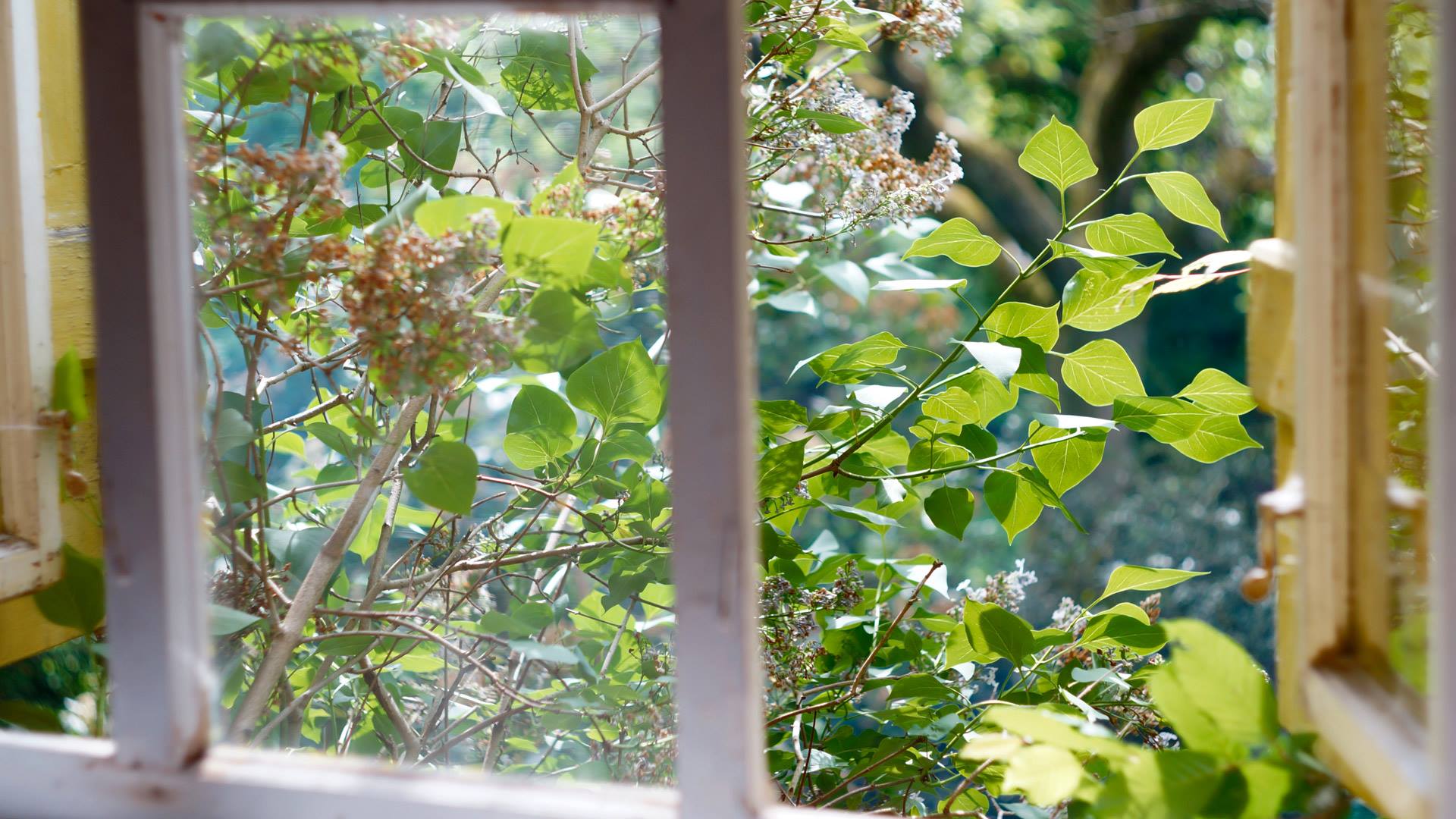 Einfach Fenster auf und Natur rein