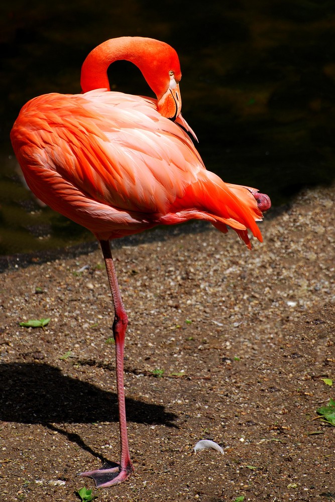 Einfach Flamingo
