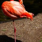 Einfach Flamingo