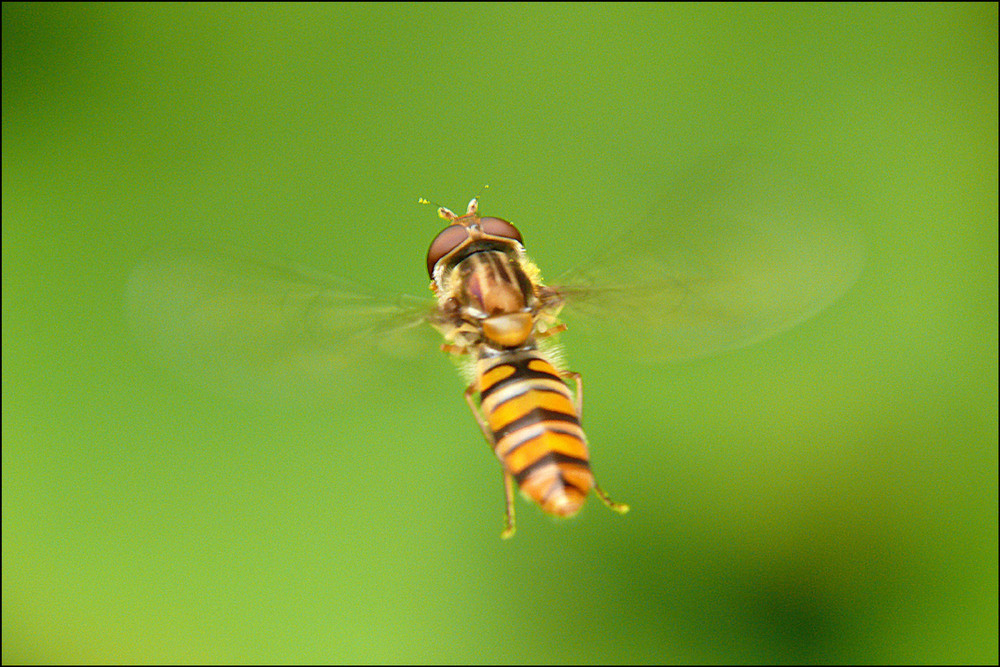 "einfach fliegen"