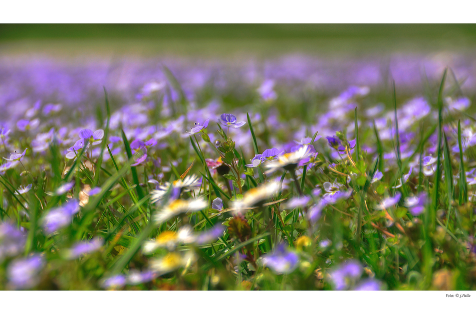 einfach Frühling