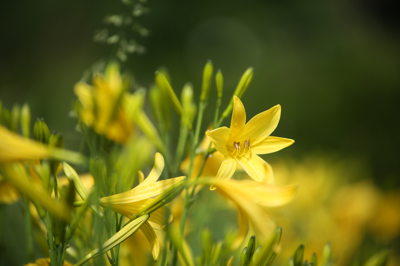 Einfach Frühling