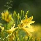 Einfach Frühling