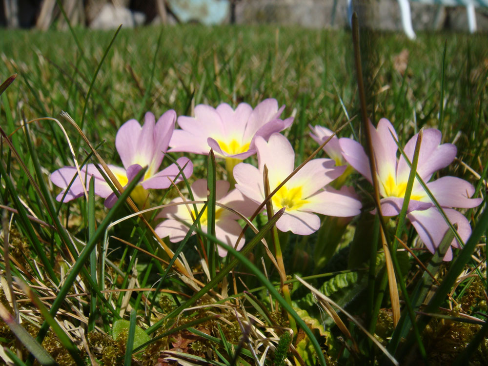 Einfach Frühling