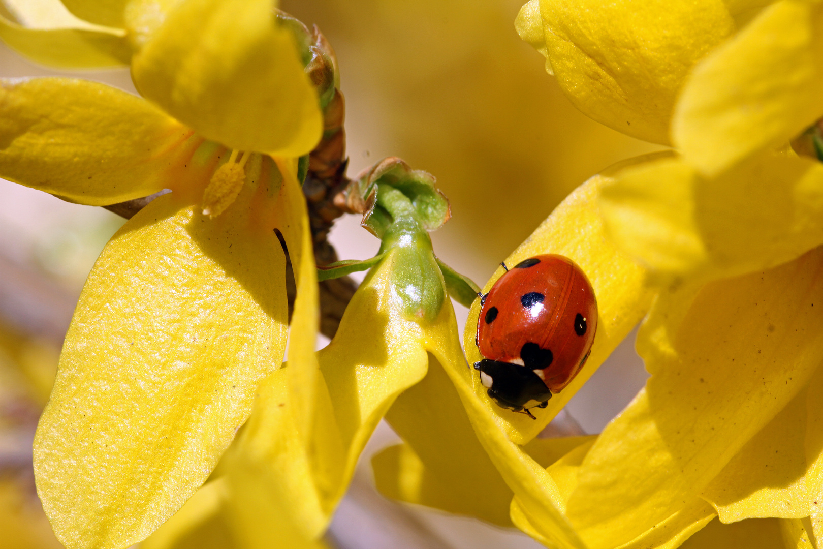 einfach Frühling