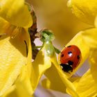 einfach Frühling