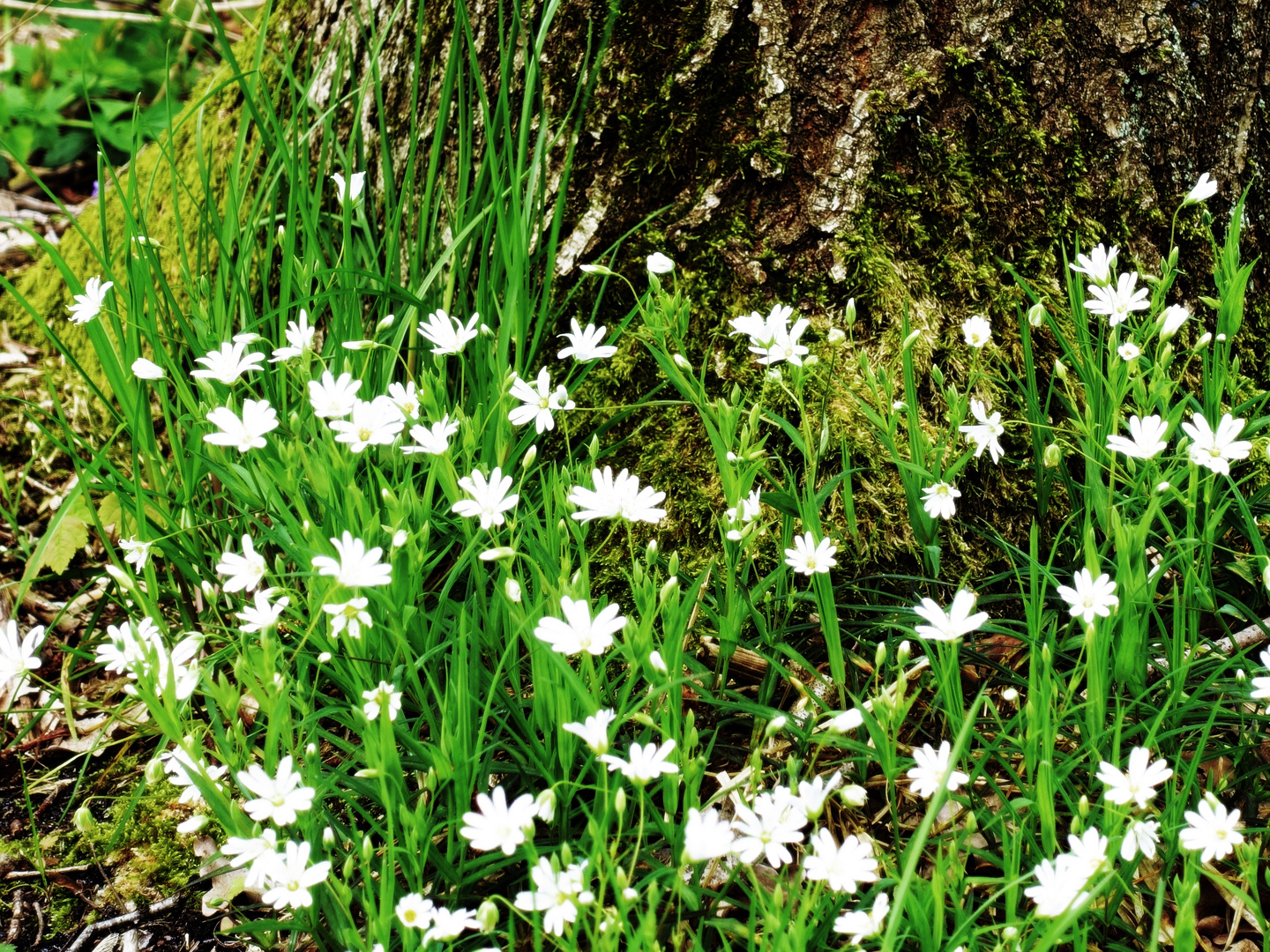 einfach frühling