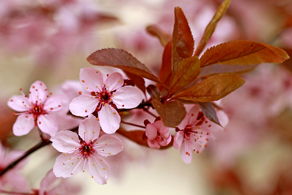 einfach Frühling