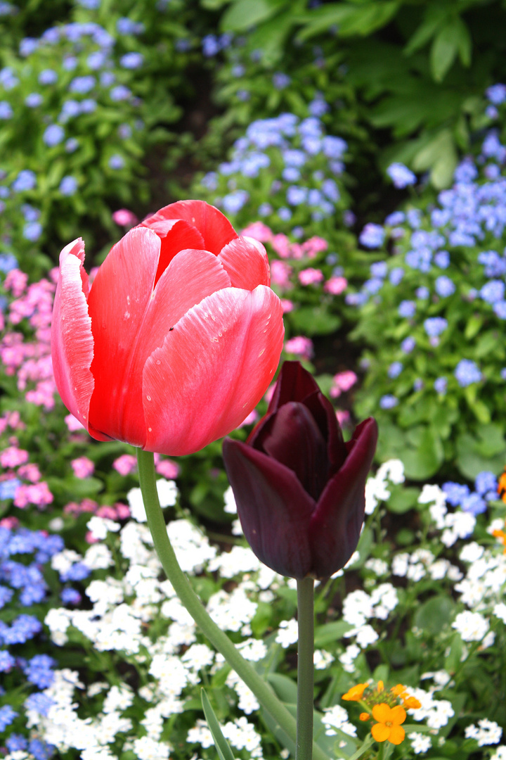 einfach Frühling