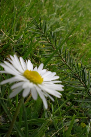 Einfach Frühling,....