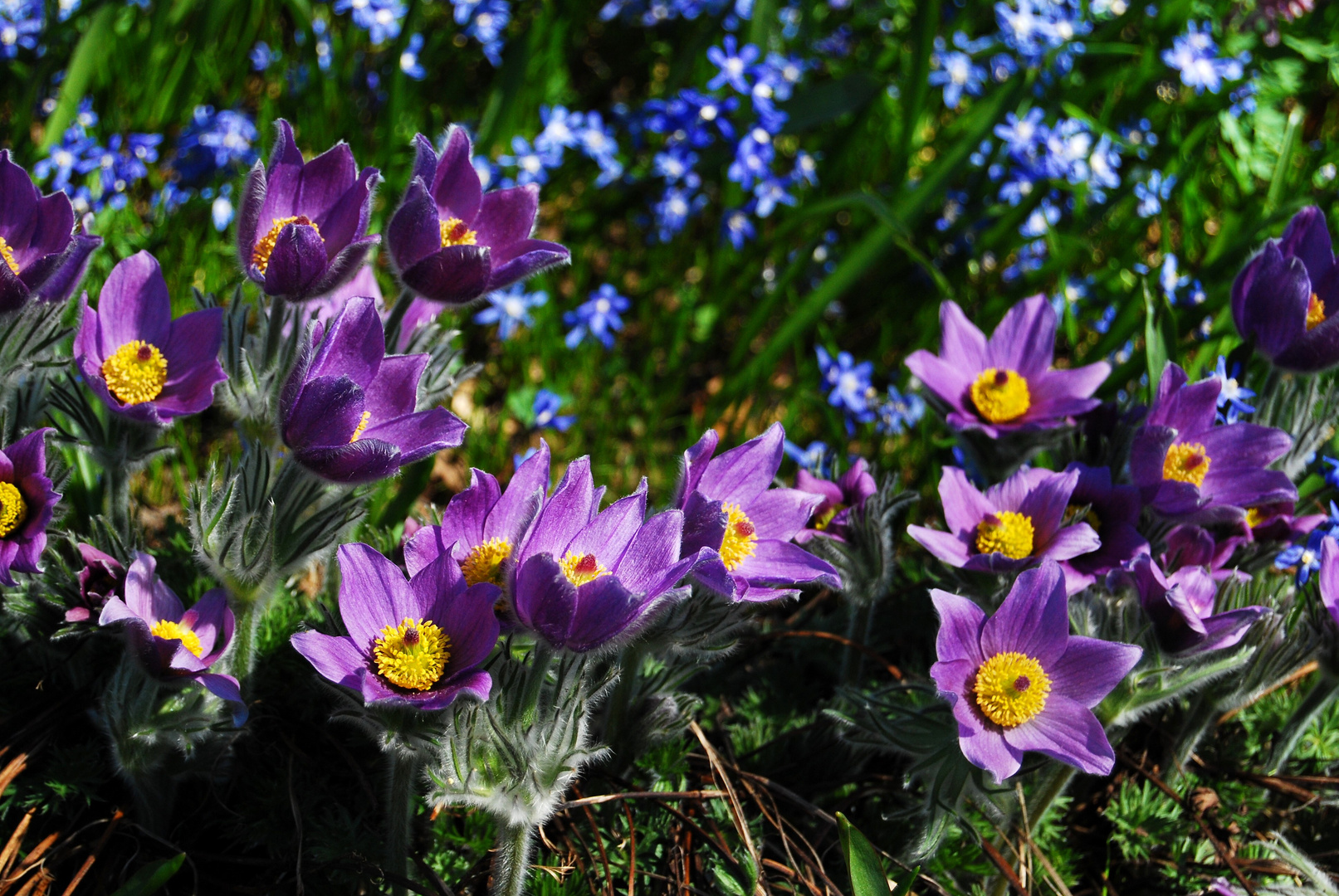 Einfach Frühling