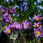 Einfach Frühling