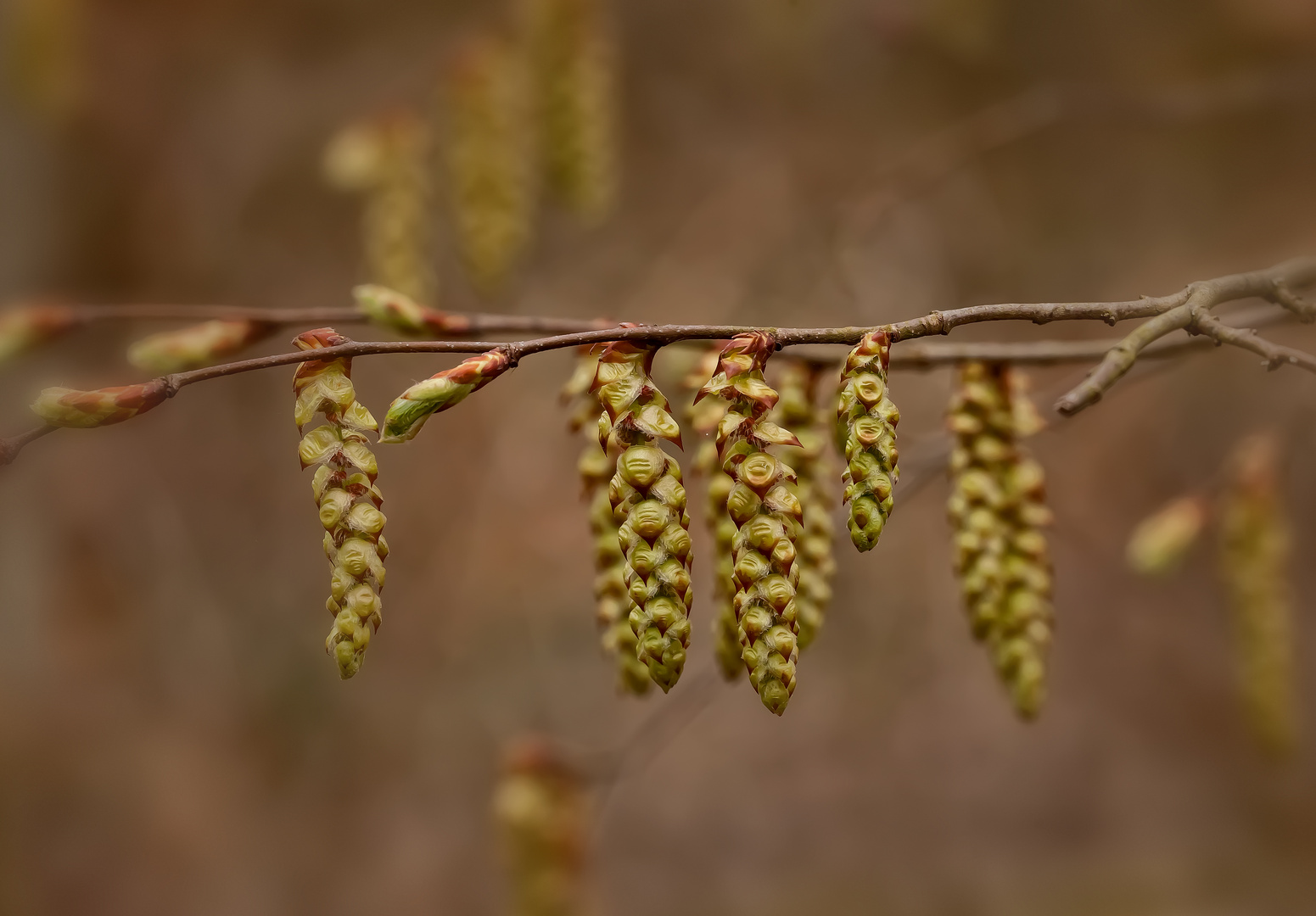 Einfach Frühling