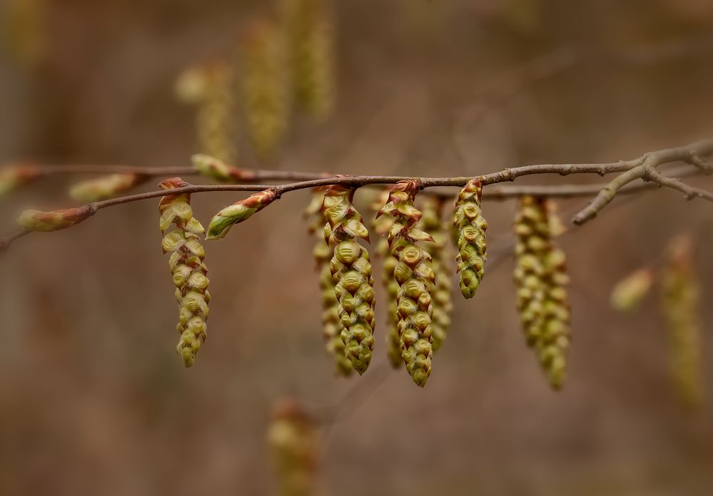 Einfach Frühling