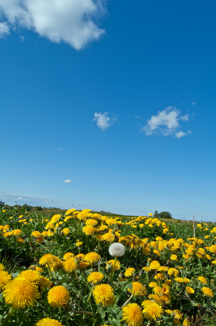 einfach Frühling