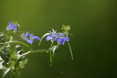 Einfach Frühling