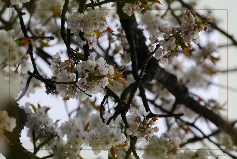 einfach frühling