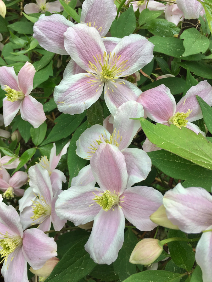 einfach Frühling 