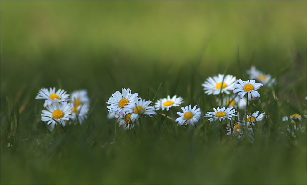 einfach Gänseblümchen