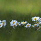 einfach Gänseblümchen