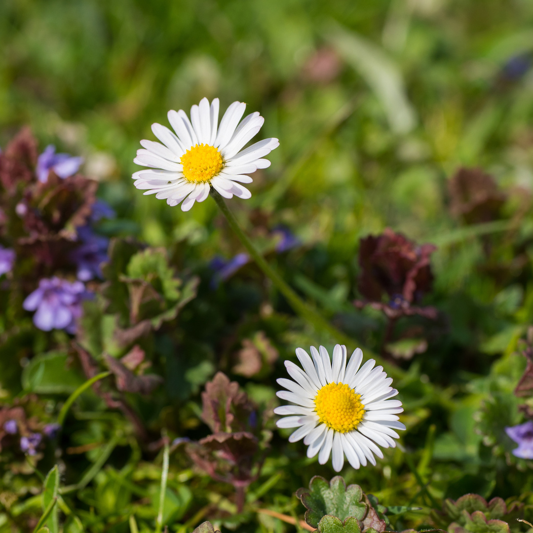 Einfach Gänseblümchen