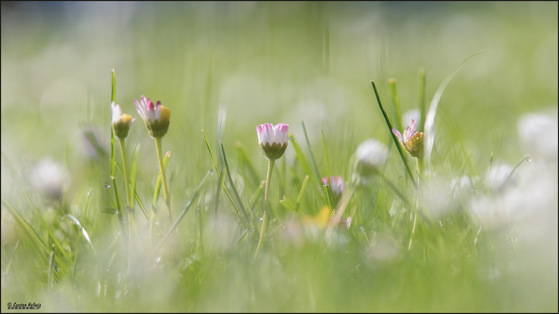 Einfach Gänseblümchen!