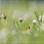 Einfach Gänseblümchen!