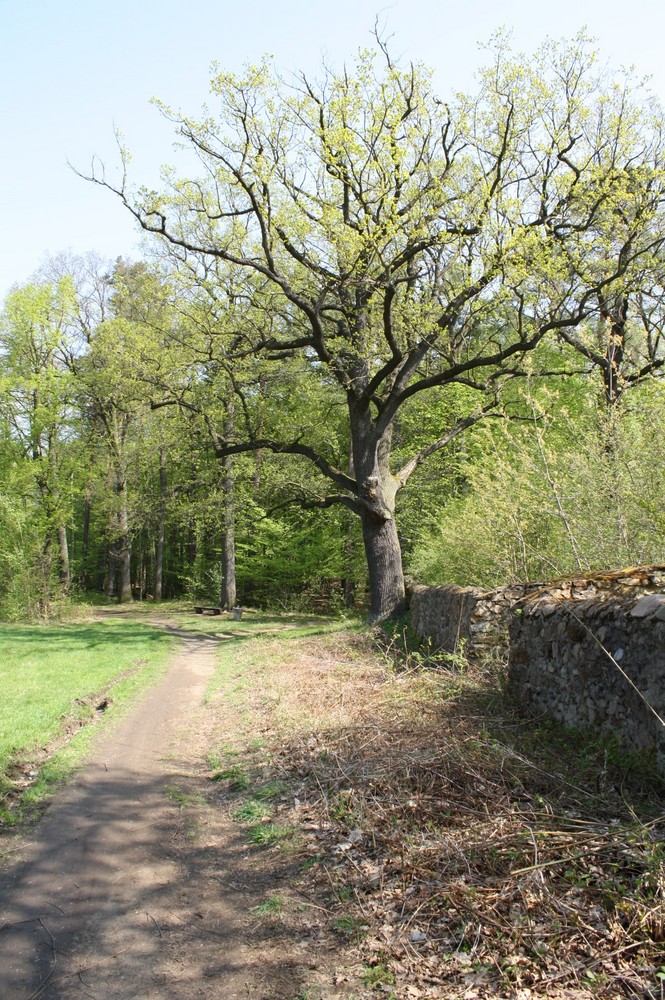 ...Einfach genial dieser Baum