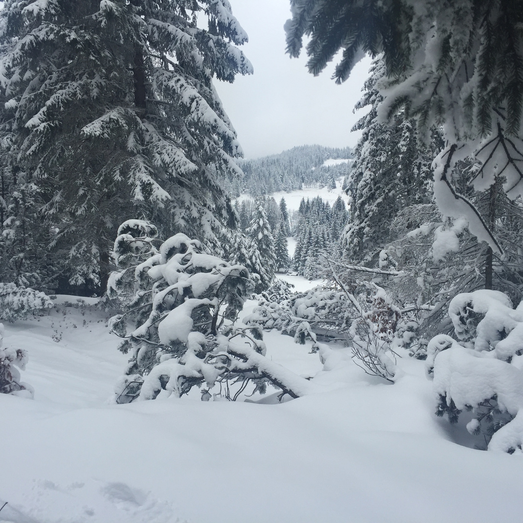 Einfach geradeaus durch den Wald gehen...