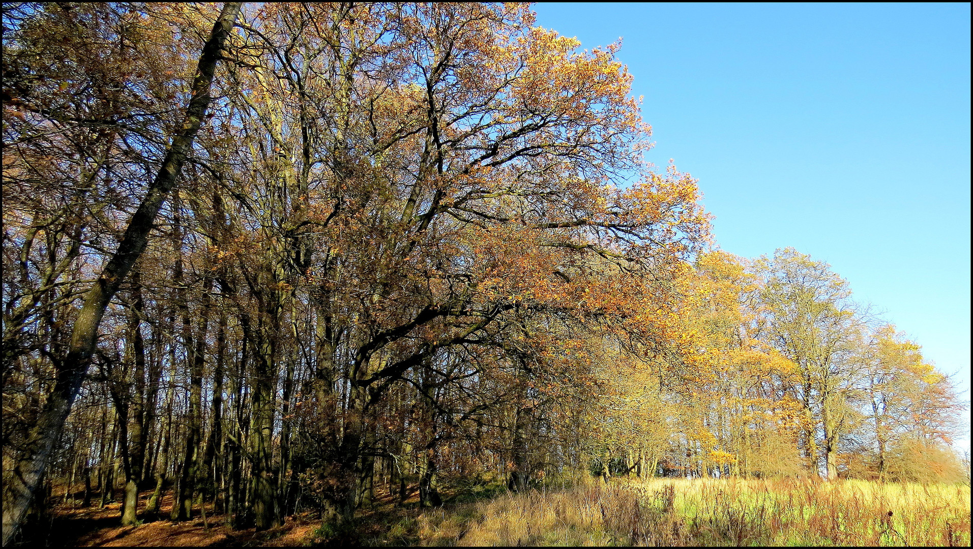 EINFACH GOLDIG, DIESER HERBSTWALD!