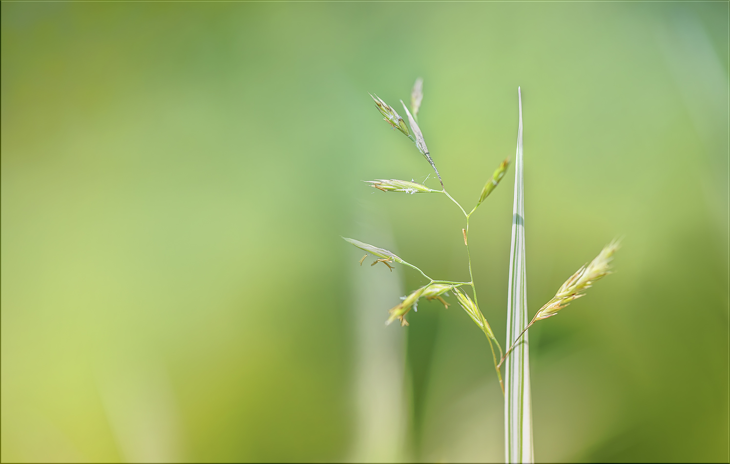 einfach gras ...