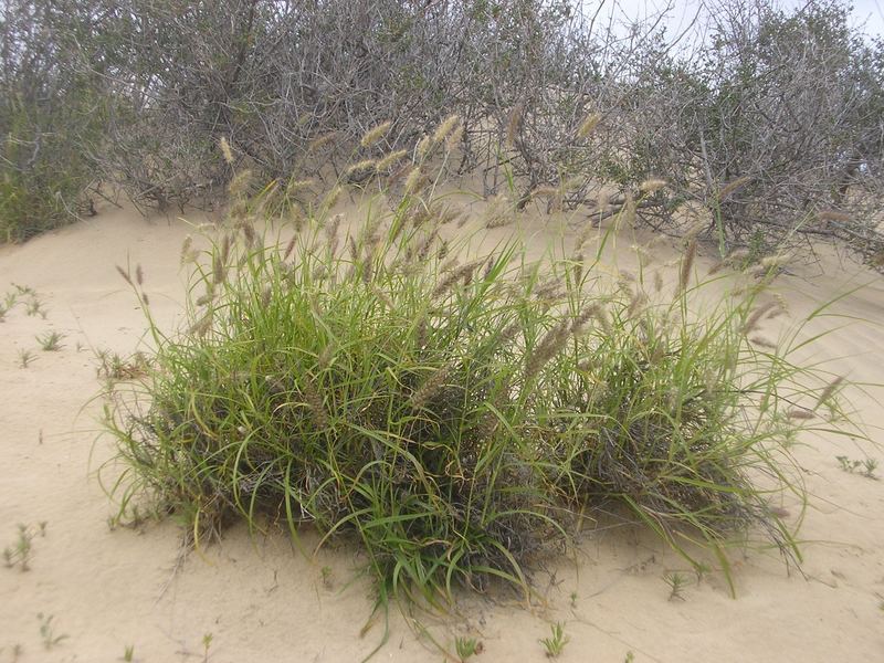 einfach gras-aber schön