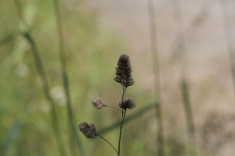 Einfach Gras