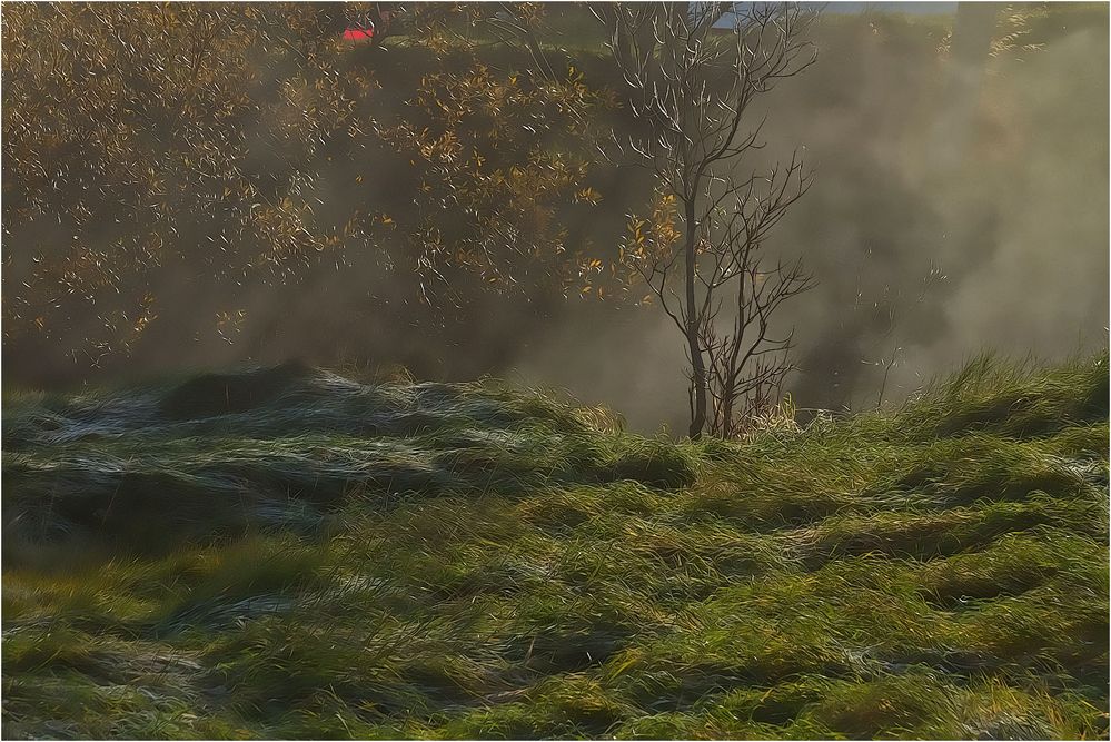 einfach Gras und Nebel