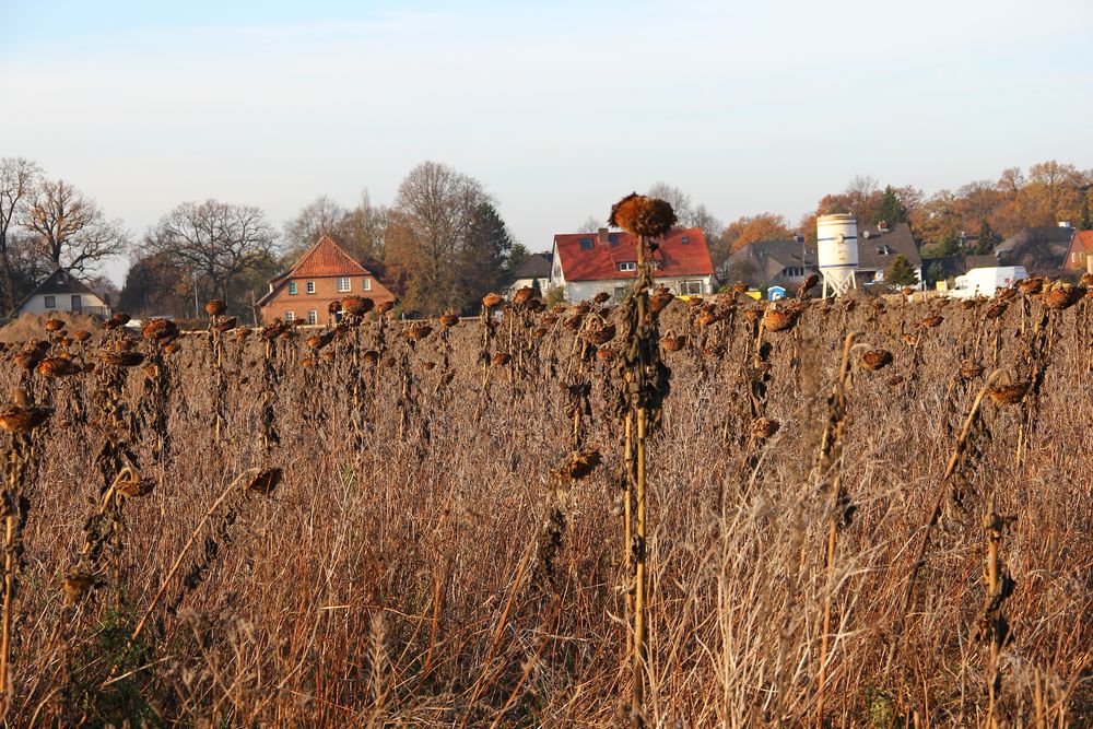 ....einfach Herbst