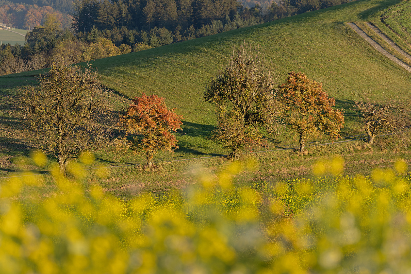 einfach Herbst