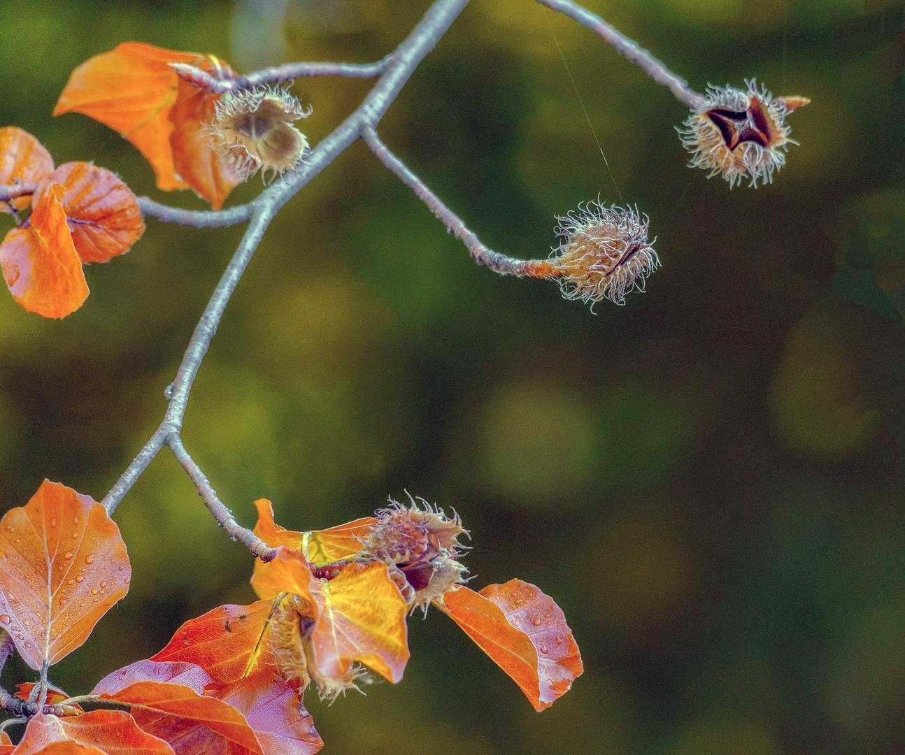 einfach Herbst