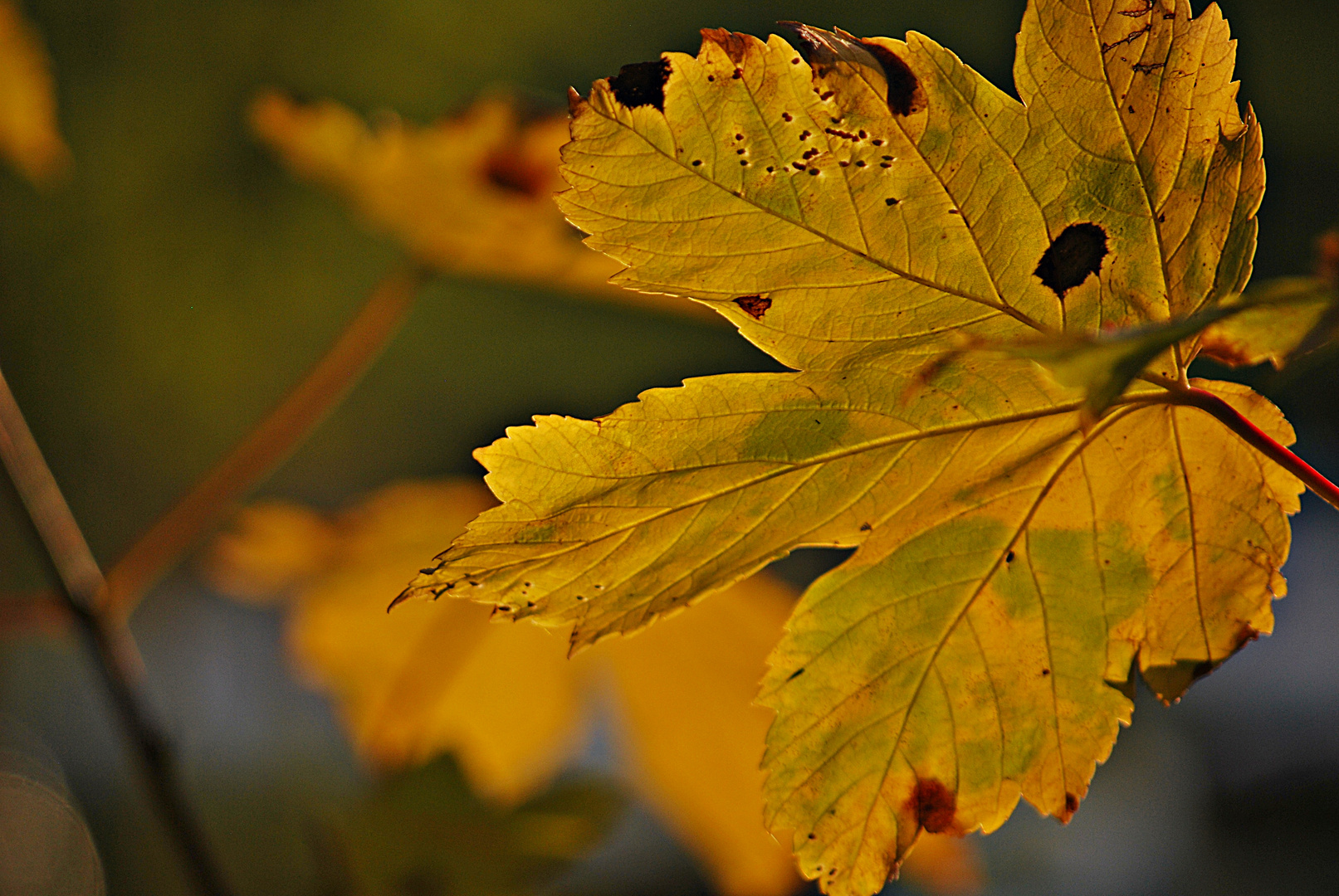 ... einfach Herbst ...