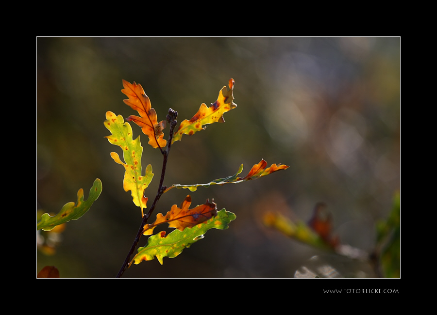 Einfach Herbst