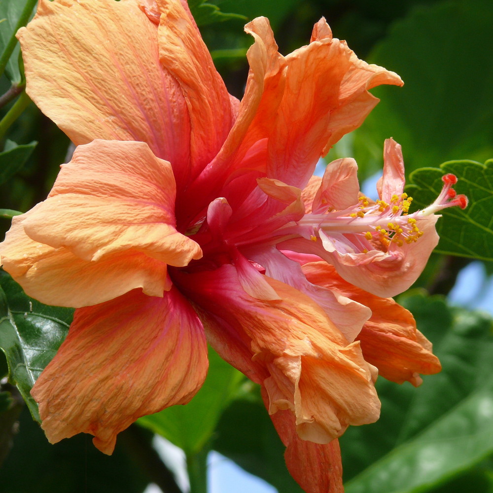 Einfach Hibiscus