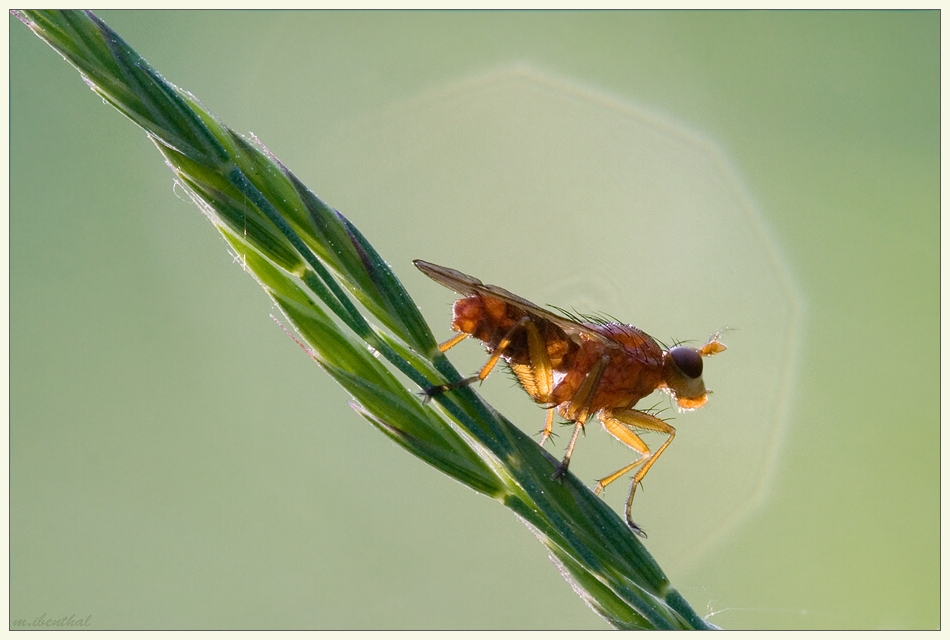 Einfach Hornfliege