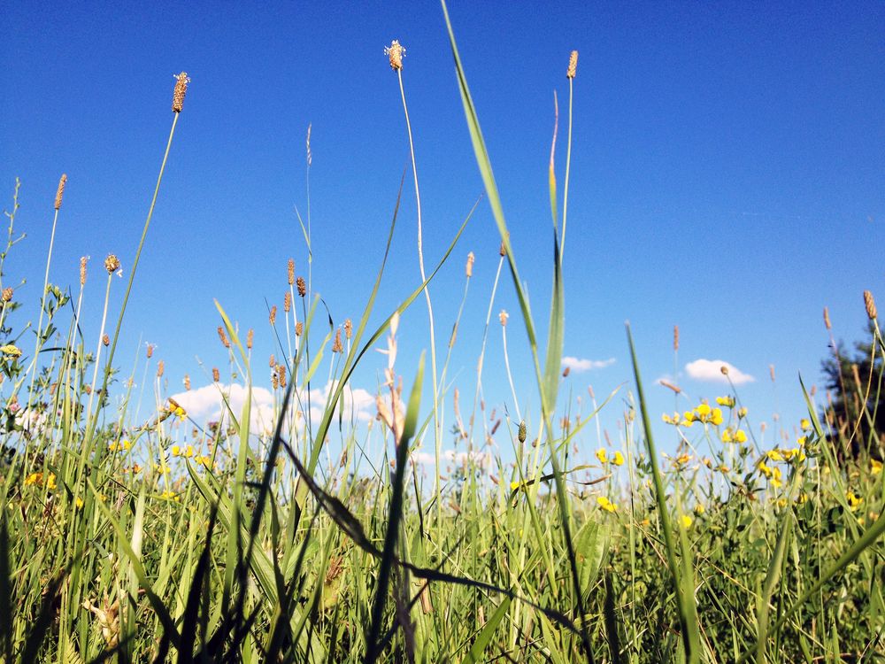 einfach im gras liegen.... 