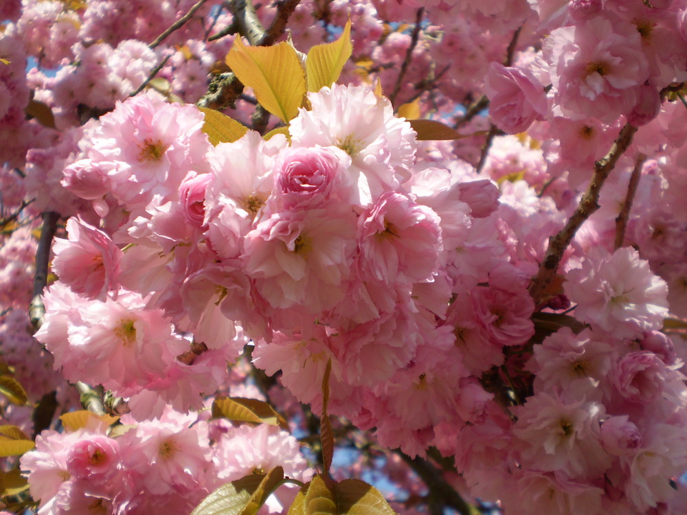 einfach in rosa baden