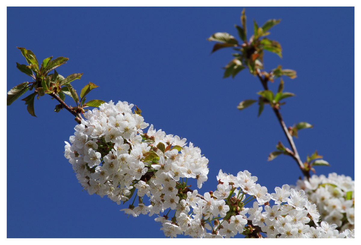 Einfach Kirchblüten