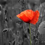 einfach Klatschmohn ...