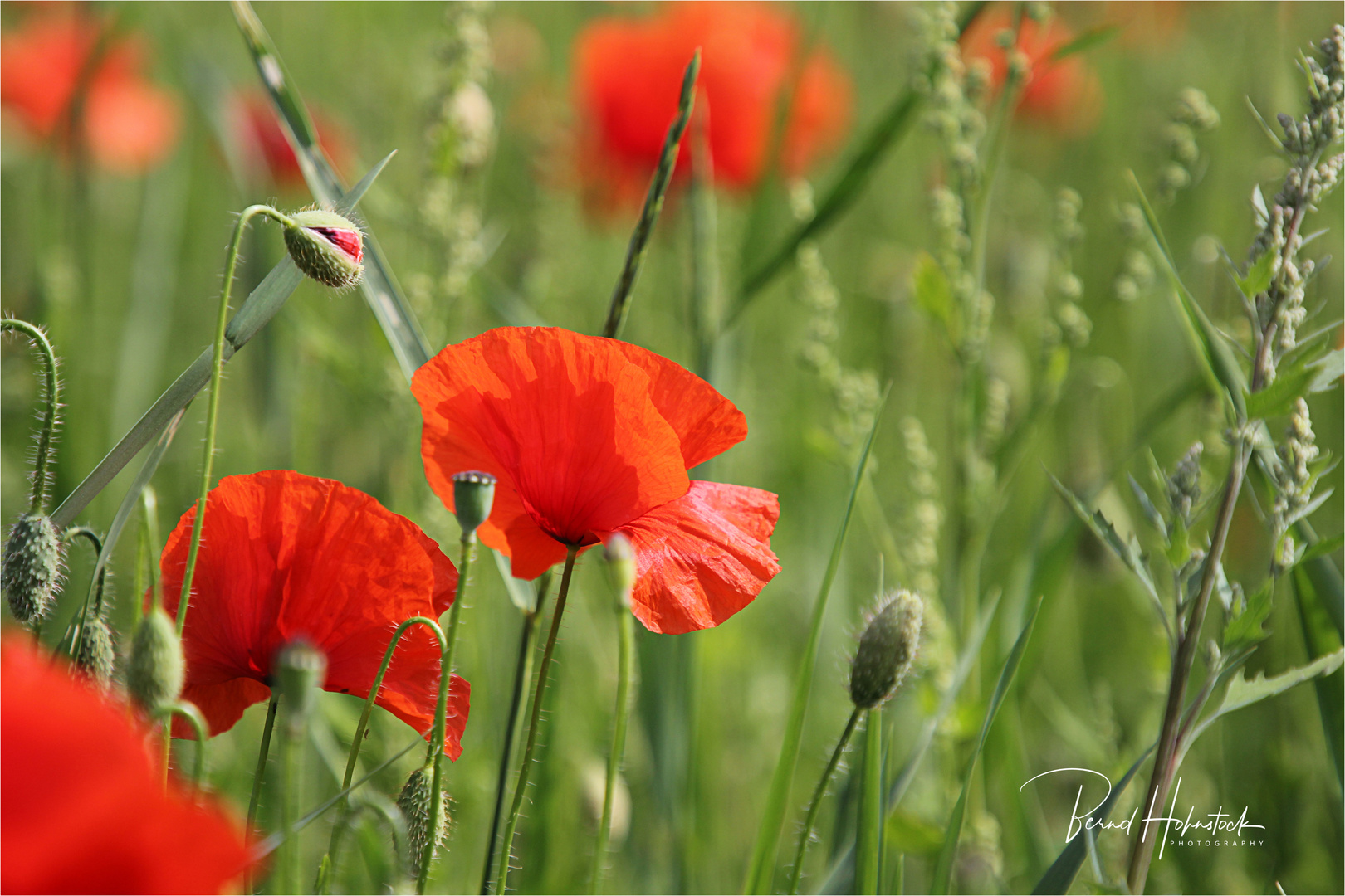 einfach Klatschmohn ...