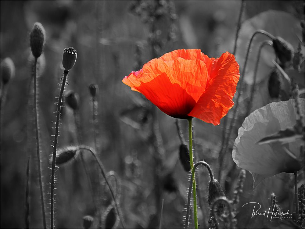  einfach Klatschmohn ...