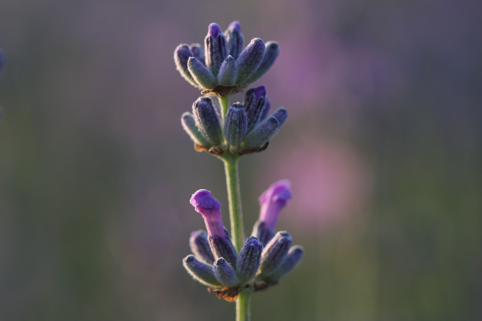 Einfach Lavendel