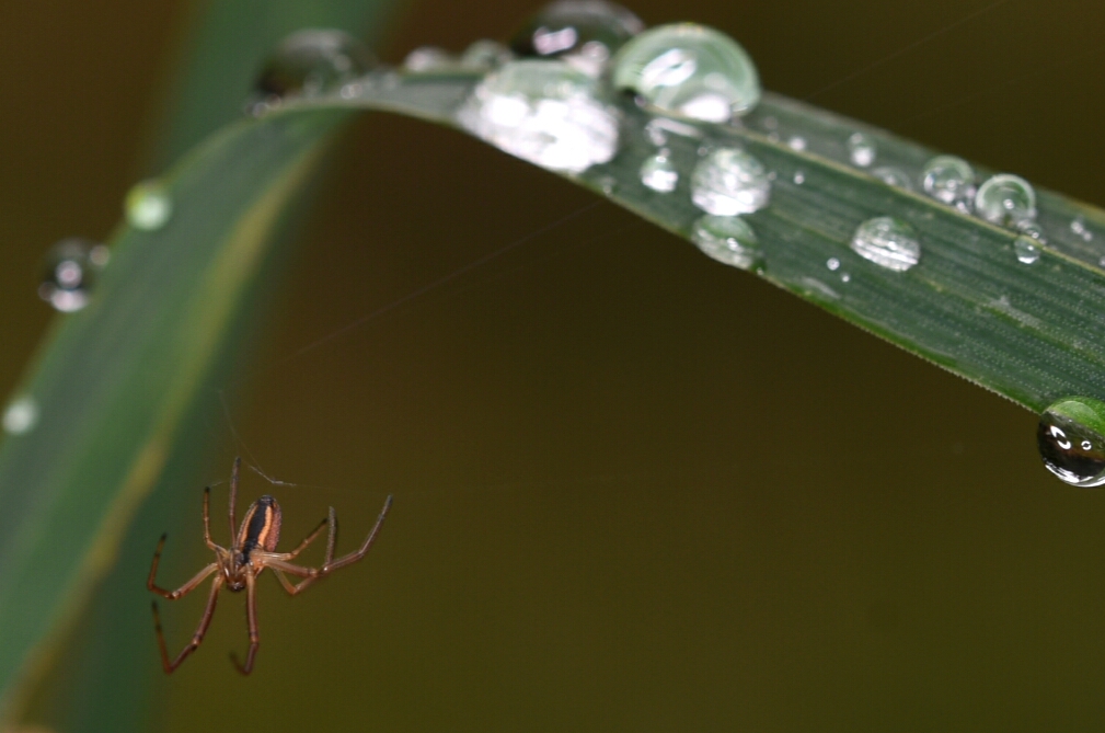 Einfach mal abhängen denkt sich die Spinne