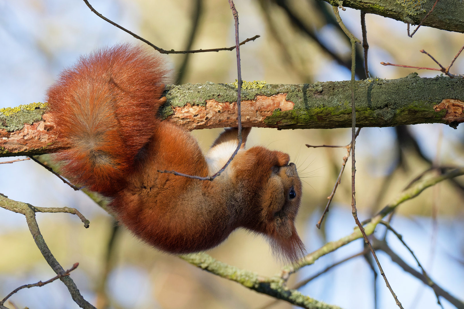 Einfach mal Abhängen.. Eichhörnchen beim Fressen